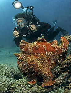 Red frogfish and photographing diver; Sabang beach, shallow water, Nikonos RS, Fisheye, Flash Nikon SB104 - Model: Leda 